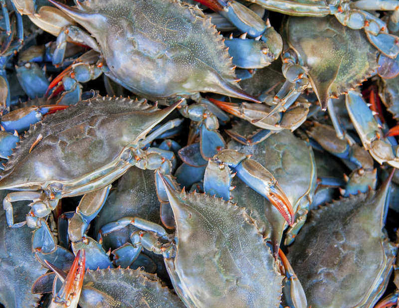 What's So Special About Maryland Blue Crabs?