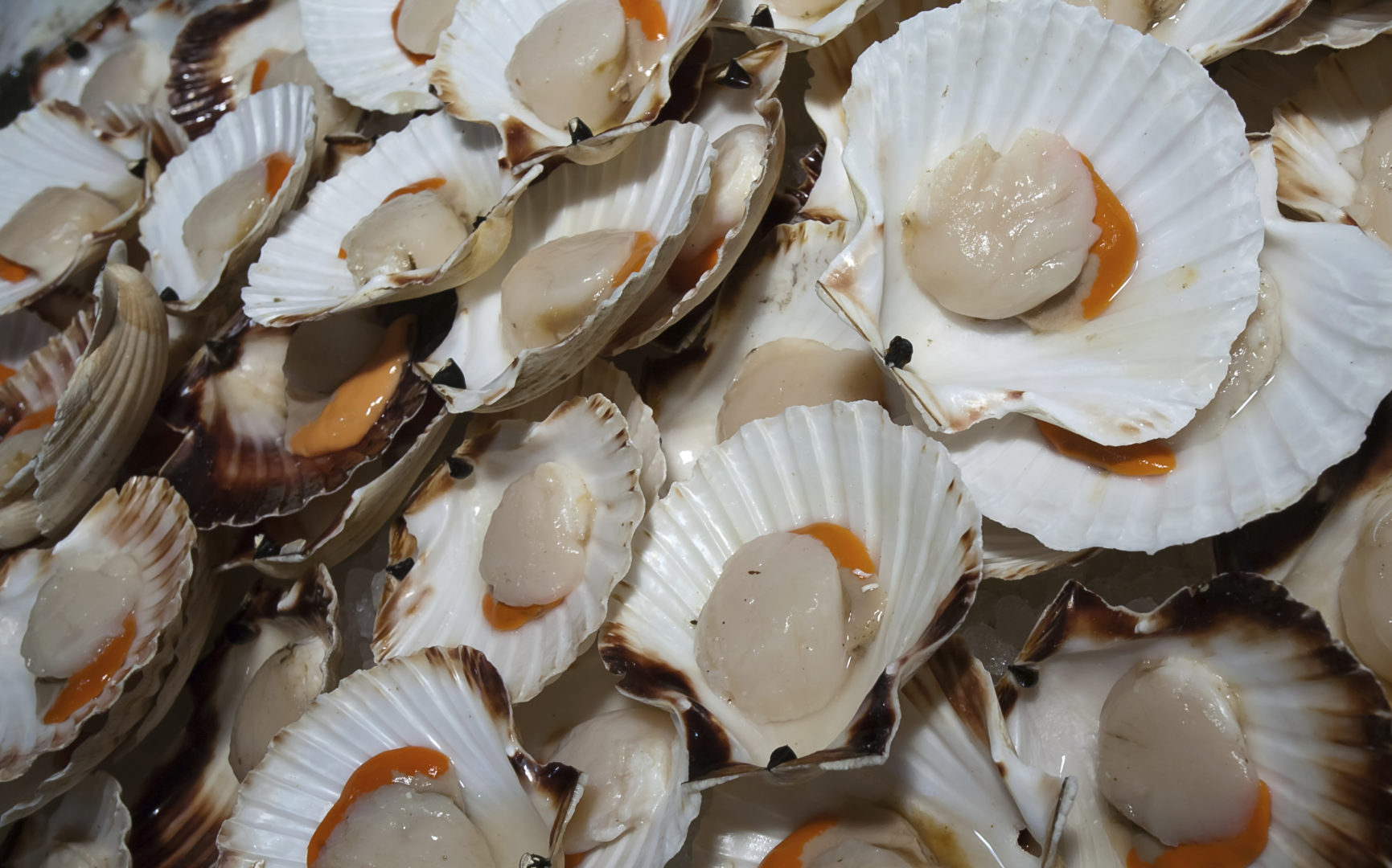 What s The Difference Between Bay And Sea Scallops 