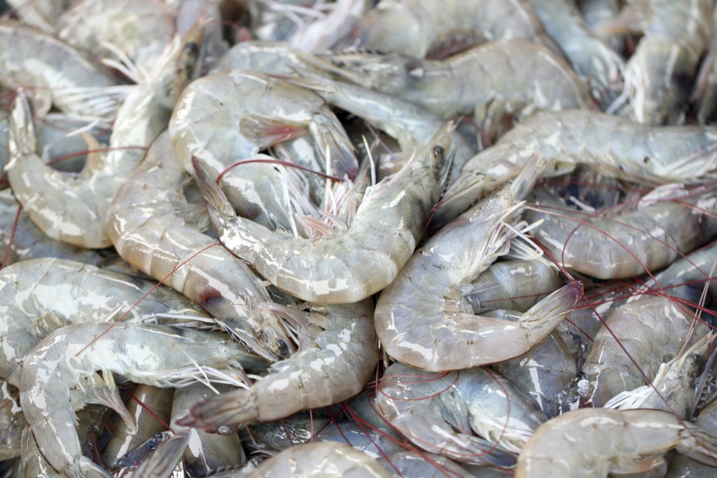 5 Interesting Facts About Shrimp - Costas Inn