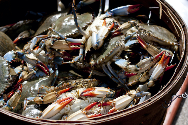 Two of the Best Reasons to Add Seafood to Your Diet 